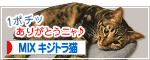 にほんブログ村 猫ブログ MIXキジトラ猫へ